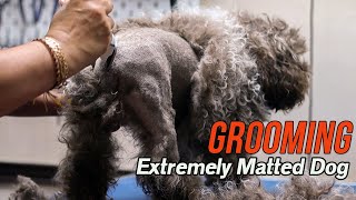 Grooming an EXTREMELY matted dog [upl. by Bonne]