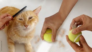 15 Ways to Remove Cat Hair Around the House [upl. by Titos620]