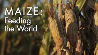 Maize Feeding the World  WSKG [upl. by Urbain]