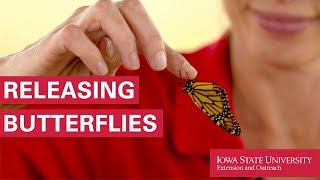 How to Release Monarch Butterflies [upl. by Kate]