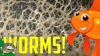 Live Fish Food How to make Micro Worm and Banana Worm Cultures [upl. by Mayram836]