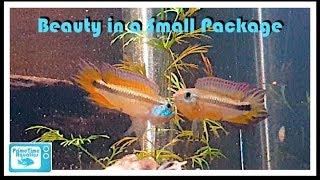 Apistogramma mendezi Breeding and Care [upl. by Pasia]