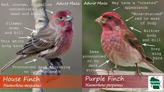 ID Tips Purple Finch vs House Finch [upl. by Notsahc524]