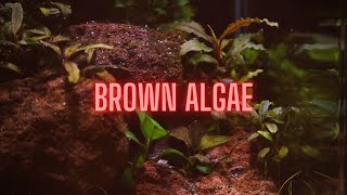 AQUARIUM ALGAE GUIDE Ep 2 Brown Algae  Diatoms [upl. by Amabil]