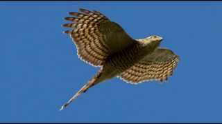 Sparrowhawk Bird Call Bird Song [upl. by Leeanne]