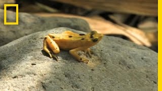 Frogs vs Fungus  National Geographic [upl. by Squire]