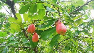 Ackee Aki Tree Blighia sapida [upl. by Britney821]