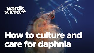 Caring and Culturing for Daphnia [upl. by Lalitta]