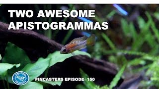 Two Awesome Apistogramma Species Macmasteri and Hongsloi Fincasters Episode 150 [upl. by Nyroc900]