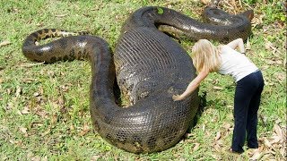 Worlds LARGEST Snakes EVER [upl. by Bremen]