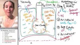 Alveolar Pressure and Pleural Pressure [upl. by Aigroeg]