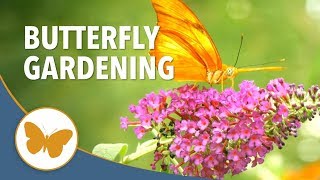 Butterfly Gardening 101  Tips on How to Attract Butterflies [upl. by Tadio]