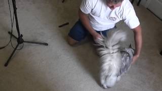 How to Remove Cat Fur Mats [upl. by Oirogerg555]