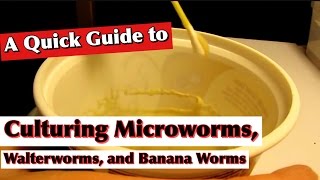 A Quick Guide to Microworms Walterworms and Banana worms [upl. by Bremble964]