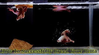 Betta Fish Breeding Step By Step  How To Breed Betta Fish [upl. by Yendys]