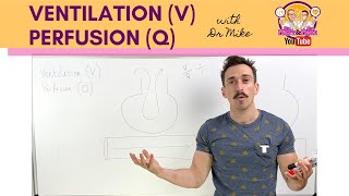 Respiratory System Part 1 Crash Course Anatomy amp Physiology 31 [upl. by Baker]