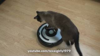 Cat shows HOW TO use iRobot Roomba Vacuum [upl. by Columba]