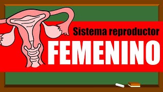 🌸SISTEMA REPRODUCTOR FEMENINO 👩‍🦰❤🌸 Órganos internos [upl. by Klecka]