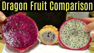 Yellow Red and White Dragonfruit Comparison  Weird Fruit Explorer Ep 46 [upl. by Afaw404]