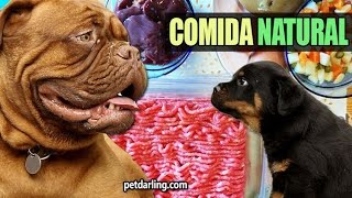 COMO HACER COMIDA CASERA PARA PERROS natural fácil y barato  ★ PetDarling Recetas 2 [upl. by Ynaffit]