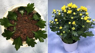 Try growing chrysanthemums from leaves and results [upl. by Karla]