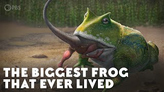 The Biggest Frog that Ever Lived [upl. by Urata]