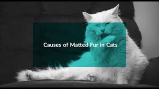 Causes of Matted Fur in Cats [upl. by Eiramlatsyrk]