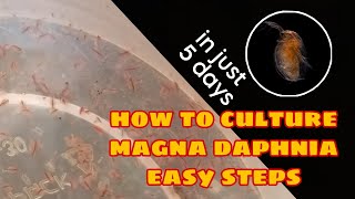 How to Culture Magna Daphnia Easily [upl. by Assil]