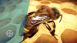 Varroa Mites  Why Bees are Dying [upl. by Ramah]