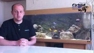 Starter Mbuna List for the Beginner  African Cichlids  Mbuna [upl. by Nivram723]