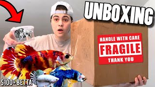 Unboxing LIVE GIANT BETTA FISH For My FISH TANK AQUARIUM [upl. by Madelina]