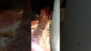 The Largest Cow Abscess Evacuation [upl. by Dibri]