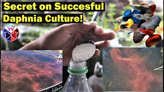 How to Culture Daphnia Successfully [upl. by Schonfield25]