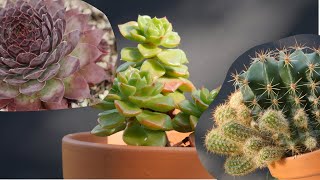 Succulent Collection 2024 Update [upl. by Nitza]