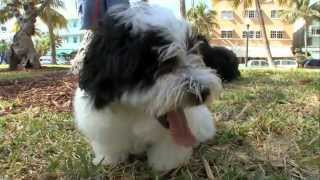 Dogs 101 Havanese [upl. by Heyward]