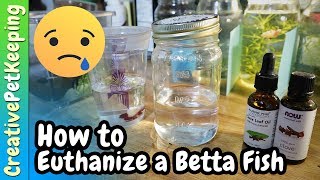 How to Humanely Euthanize a Betta Fish 🐟 Different Methods [upl. by Seni]