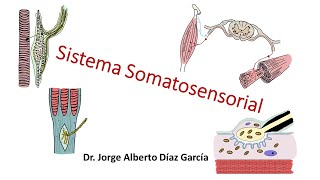 Sistema somatosensorial [upl. by Pryor]