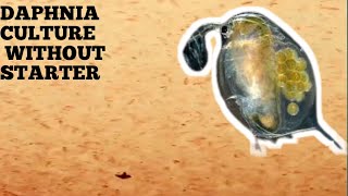 HOW TO CULTURE DAPHNIA NATURALLY WITHOUT A STARTER [upl. by Inglebert]