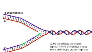 DNA Replication The Process Simplified [upl. by Soalokin669]