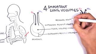 Lung Function  Lung Volumes and Capacities [upl. by Benton430]