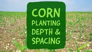 Corn Planting Depth and Spacing [upl. by Atteuqahc723]