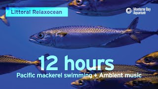 12 Hours of Fish Swimming with Ambient Music at Monterey Bay Aquarium  Littoral Relaxocean [upl. by Dranyer]