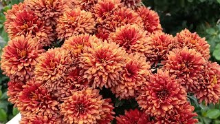 How to Make Your Chrysanthemums Bloom Throughout Winter  Pruning Chrysanthemum [upl. by Kennedy]