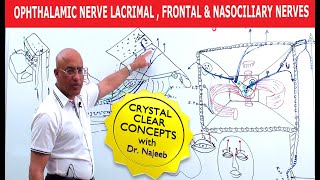 Ophthalmic Nerve  Lacrimal Frontal and Nasociliary Nerves [upl. by Hakilam]