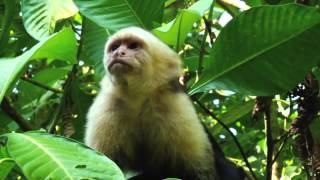 The WhiteFaced Capuchin Monkey [upl. by Gant]