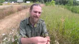 Yarrow Healing Yarrow Part 2  Harmonic Arts [upl. by Tanner497]