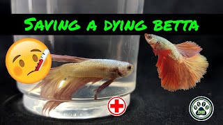 How To Save A Dying Betta  Inactive Betta [upl. by Nnasus220]