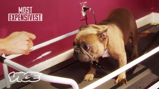 Trappys Doggie Treadmill  MOST EXPENSIVEST [upl. by Dyson485]