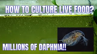 How to Culture Daphnia Secret Method to Breed MILLIONS  Simply Aquatic [upl. by Burley]