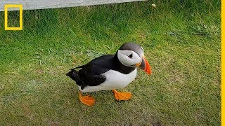 ¡Muy curioso Este FRAILECILLO se hace amigo de un TURISTA  National Geographic en Español [upl. by Alliuqaj308]